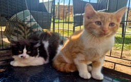 Mixed Breed cats for sale: Beautiful kittens - Image 3