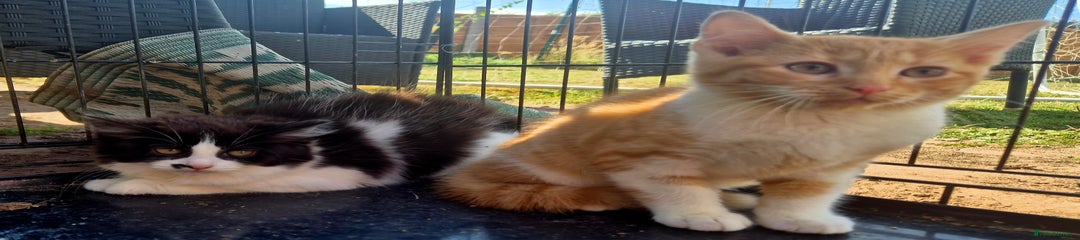 Mixed Breed Kitten 3
