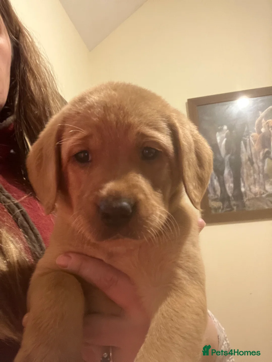 Labrador Retriever dogs for sale: Kc Fox red Labradors - Advert 5