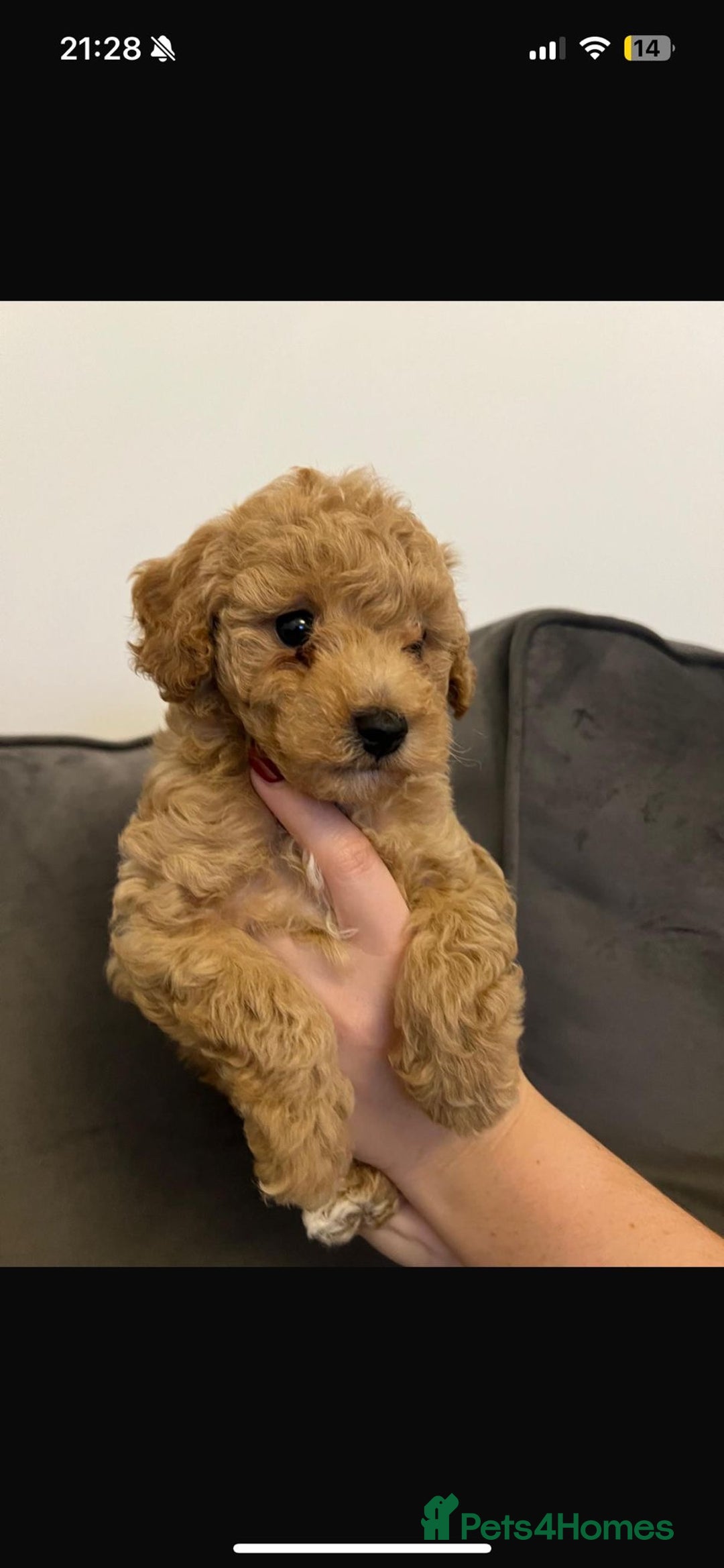Poochon dogs for sale: STUNNING POOCHON - Image 17