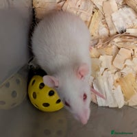 Rat rodents - Advert 1