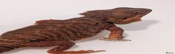 Bearded Dragon reptiles for sale: Red bearded dragon and full set up - Advert 2
