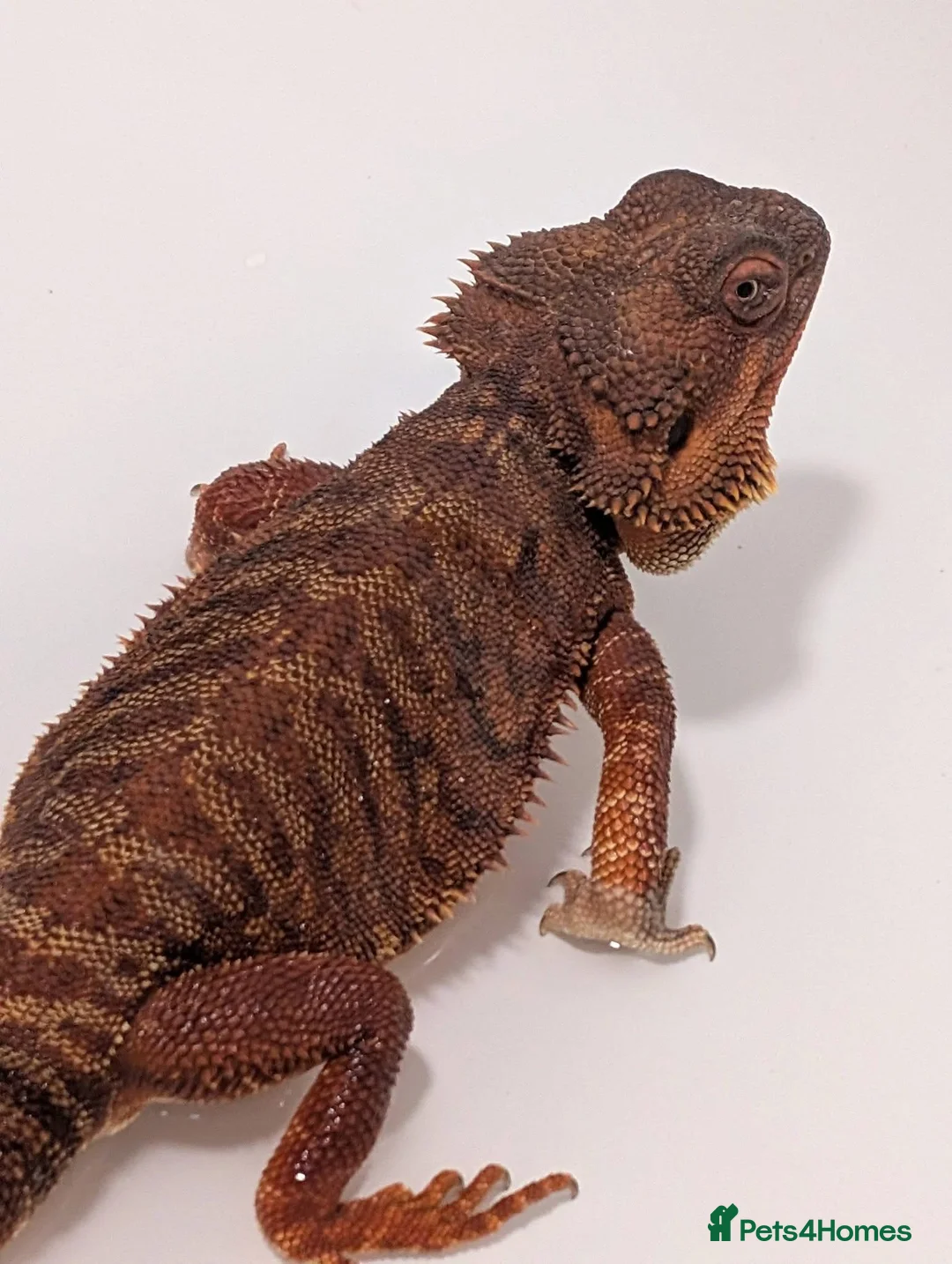 Bearded Dragon reptiles for sale: Red bearded dragon and full set up - Advert 2