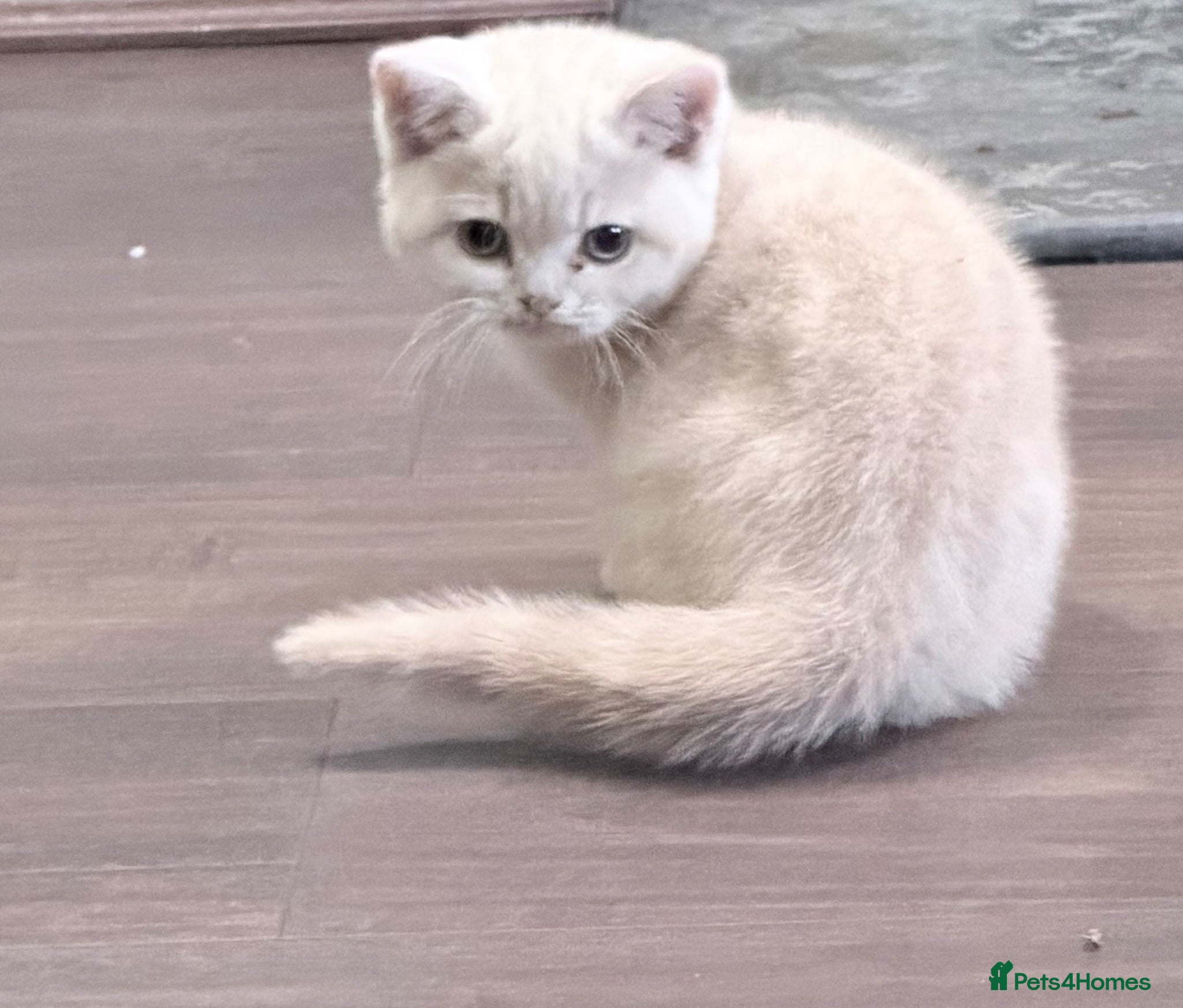 British Shorthair cats last GCCF British shorthair kitten to reserve - Advert 2