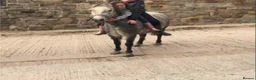 Riding pony horses for sale: Star  - Advert 5