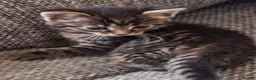 Mixed Breed cats for sale: Beautiful 😻 kittens ready for a new family  - Advert 4