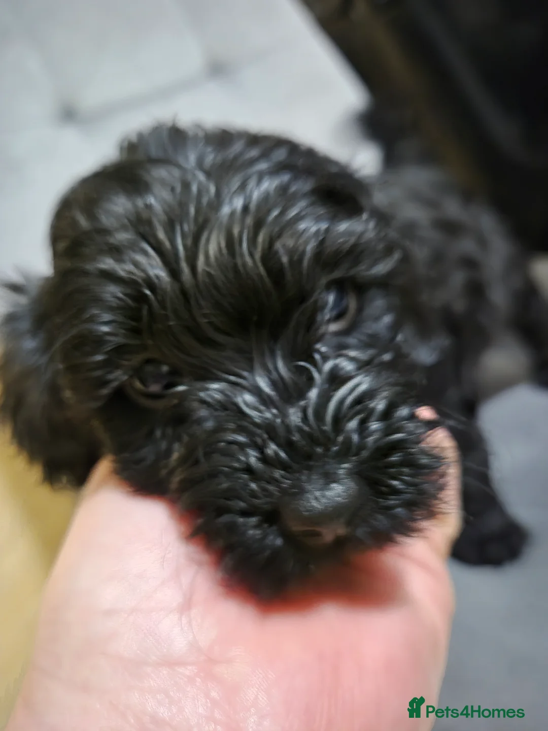 Cockapoo dogs for sale: 7 Cockapoo puppies - Advert 7