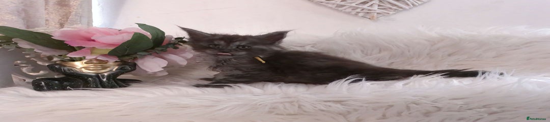 (Yellow)Maine Coon Kitten 6 black smoke