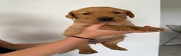Goldador dogs for sale: Goldador puppies  - Advert 6