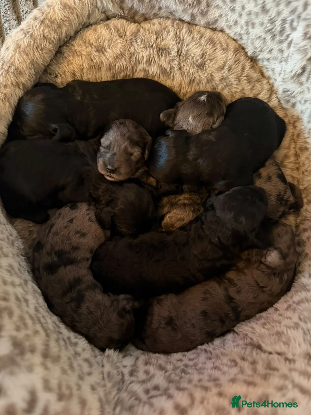 Cockapoo dogs for sale: Beautiful merle cockapoo puppies - Advert 2
