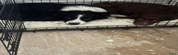 Mixed Breed dogs for sale: Collie Cockers  in Glasgow - Advert 11
