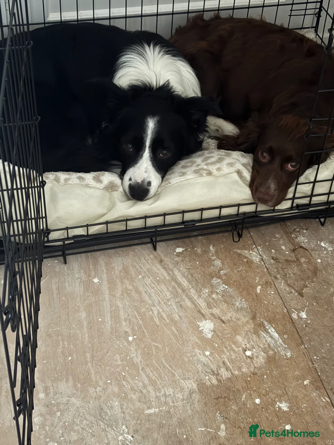 Mixed Breed dogs for sale: Collie Cockers  in Glasgow - Advert 11