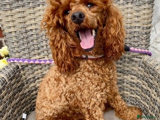 Toy Poodle dogs in Southampton - Advert 29