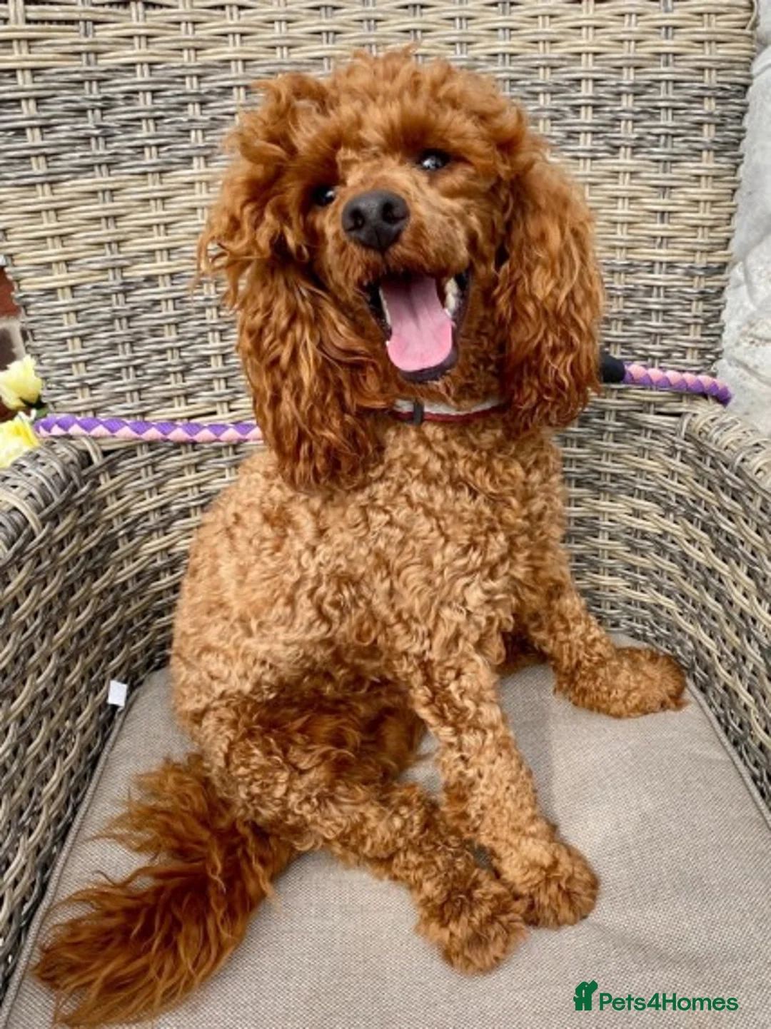 Toy Poodle dogs for stud: EXTENSIVELY HEALTH TESTED KC RED TOY POODLE STUD in Southampton - Advert 1