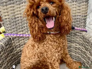 Toy Poodle dogs EXTENSIVELY HEALTH TESTED KC RED TOY POODLE STUD in Southampton - Advert 18