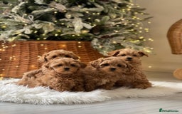 Maltipoo dogs for sale: playful Maltipoo puppies for sale  - Image 9