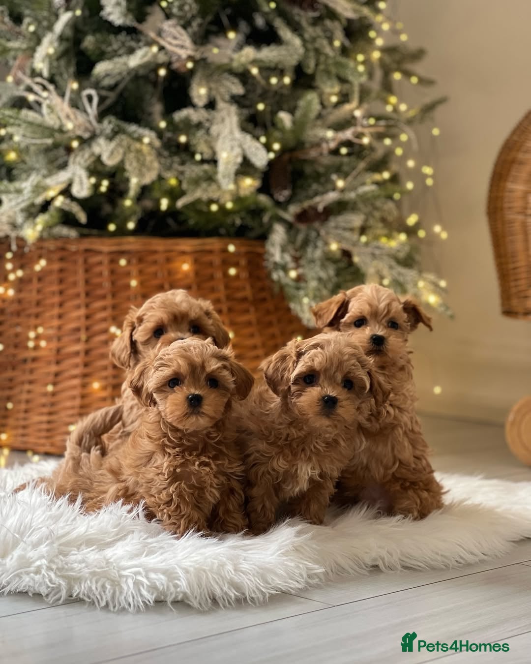 Maltipoo dogs for sale: playful Maltipoo puppies for sale  - Image 9