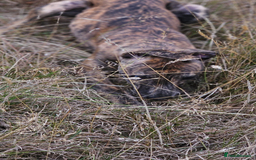 Whippet dogs for sale: 6 month old brindle whippet - Advert 2