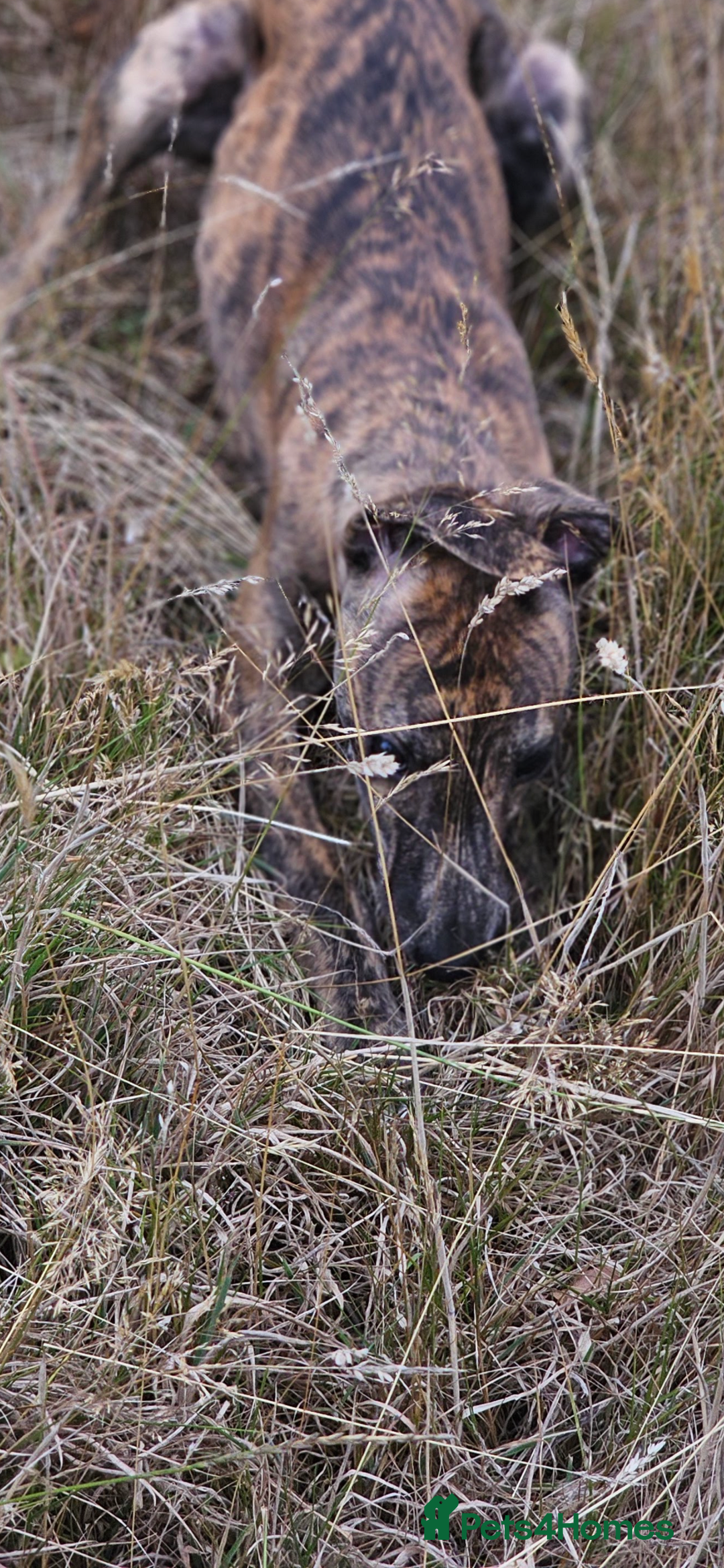 Whippet dogs for sale: 6 month old brindle whippet - Advert 2