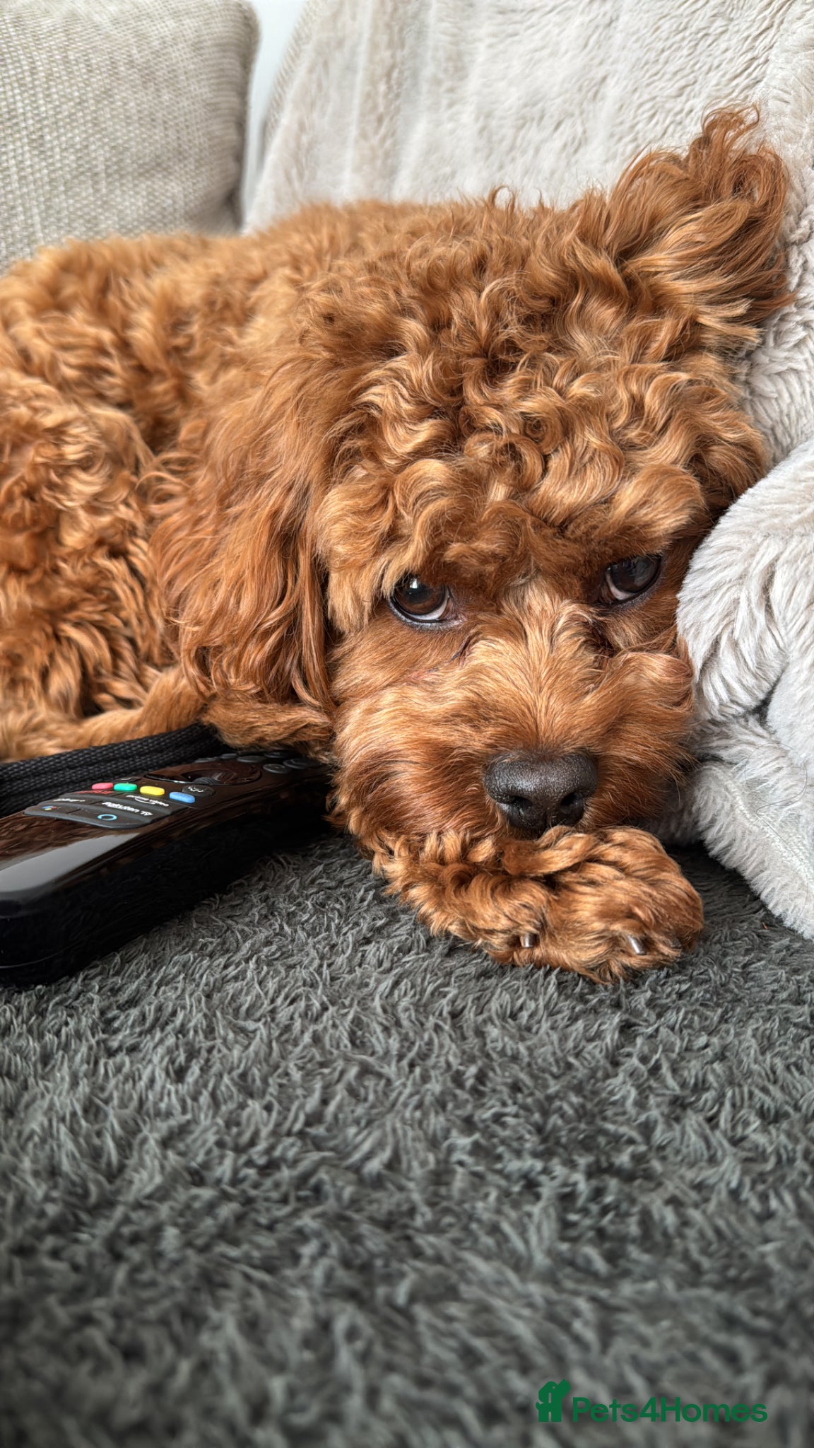 Cavapoo dogs for sale: Teddy 🐾 - Advert 14