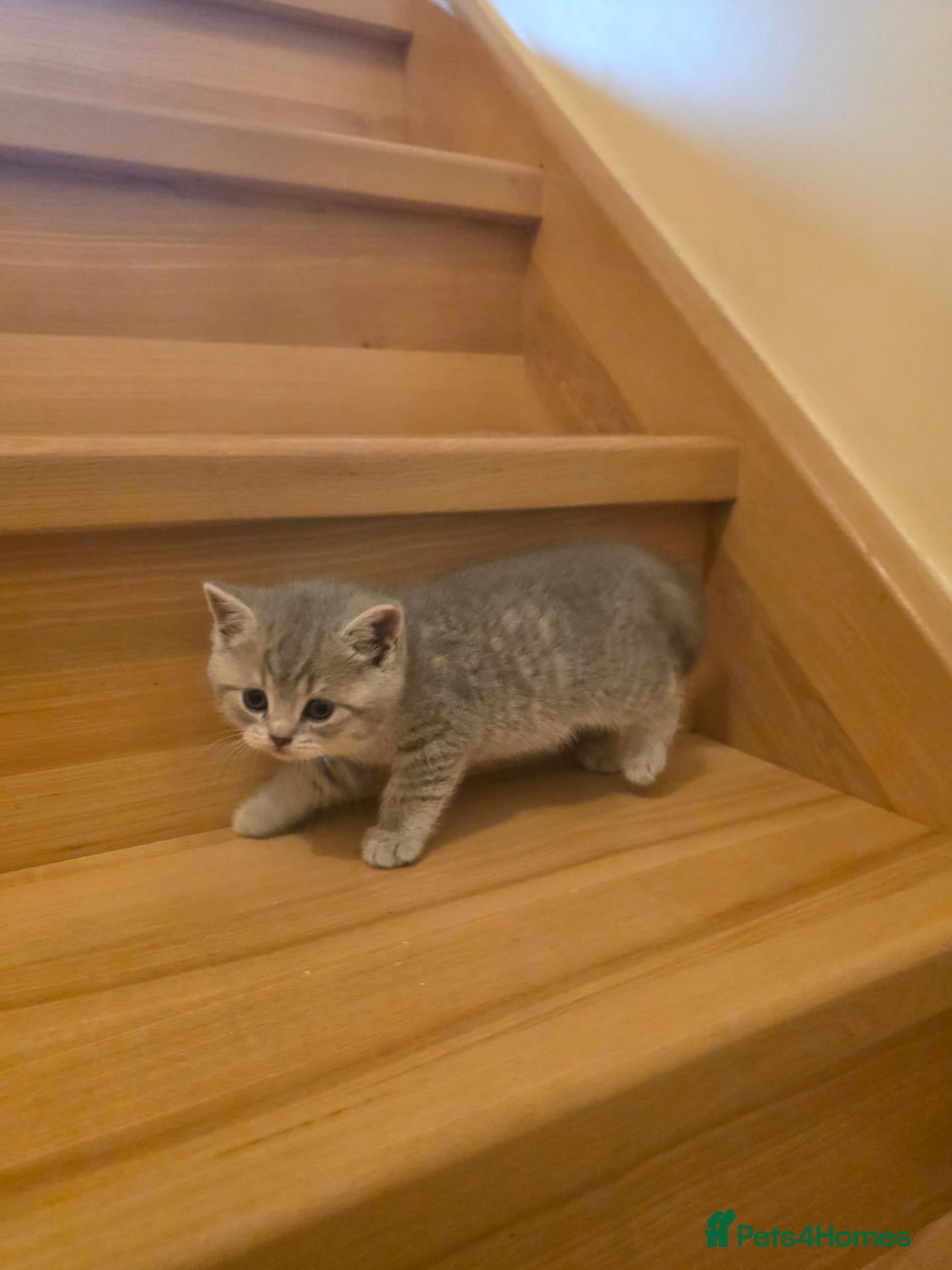 Scottish Fold cats  BRITISH SHORTHAIR KITTENS - Advert 2