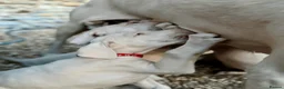 Dobermann dogs for sale: Exceptional White & Cream Doberman Puppies - Advert 15
