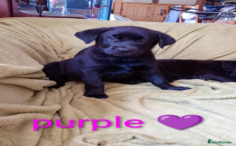 Mixed Breed dogs - Advert 1