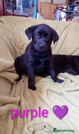 Mixed Breed dogs - Advert 3