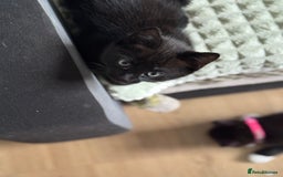 Mixed Breed cats for sale: Adorable kittens  - Image 2