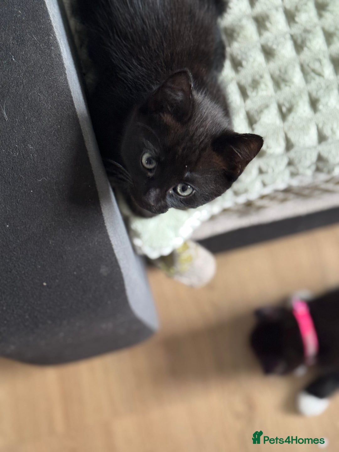 Mixed Breed cats for sale: Adorable kittens  - Image 2
