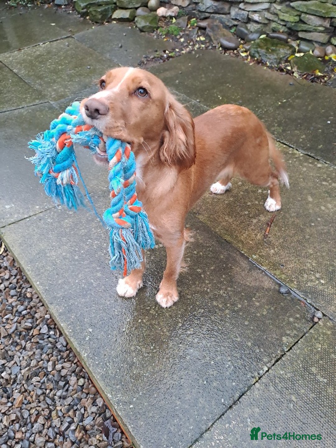 Cocker Spaniel dogs for sale: Potentially looking for a home  - Advert 2