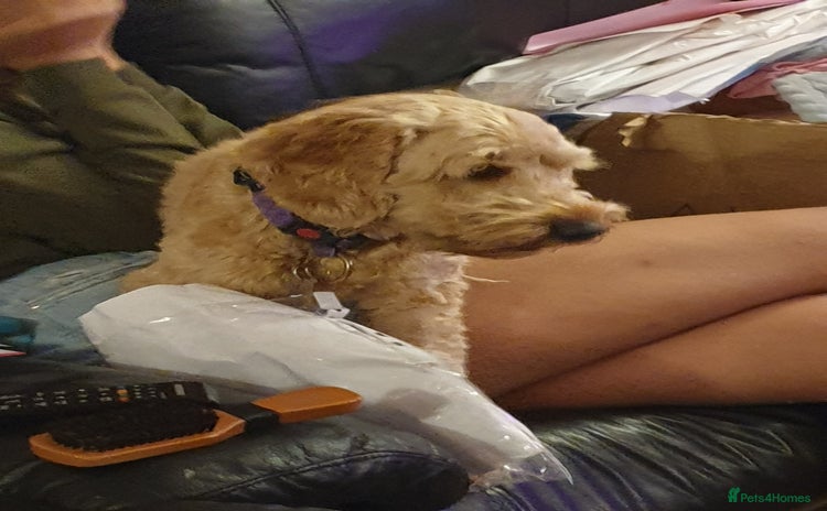 Cockapoo dogs - Advert 10