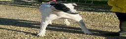 Greyhound dogs for adoption: Brilliant boy Bowie wants a loving forever home - Advert 2