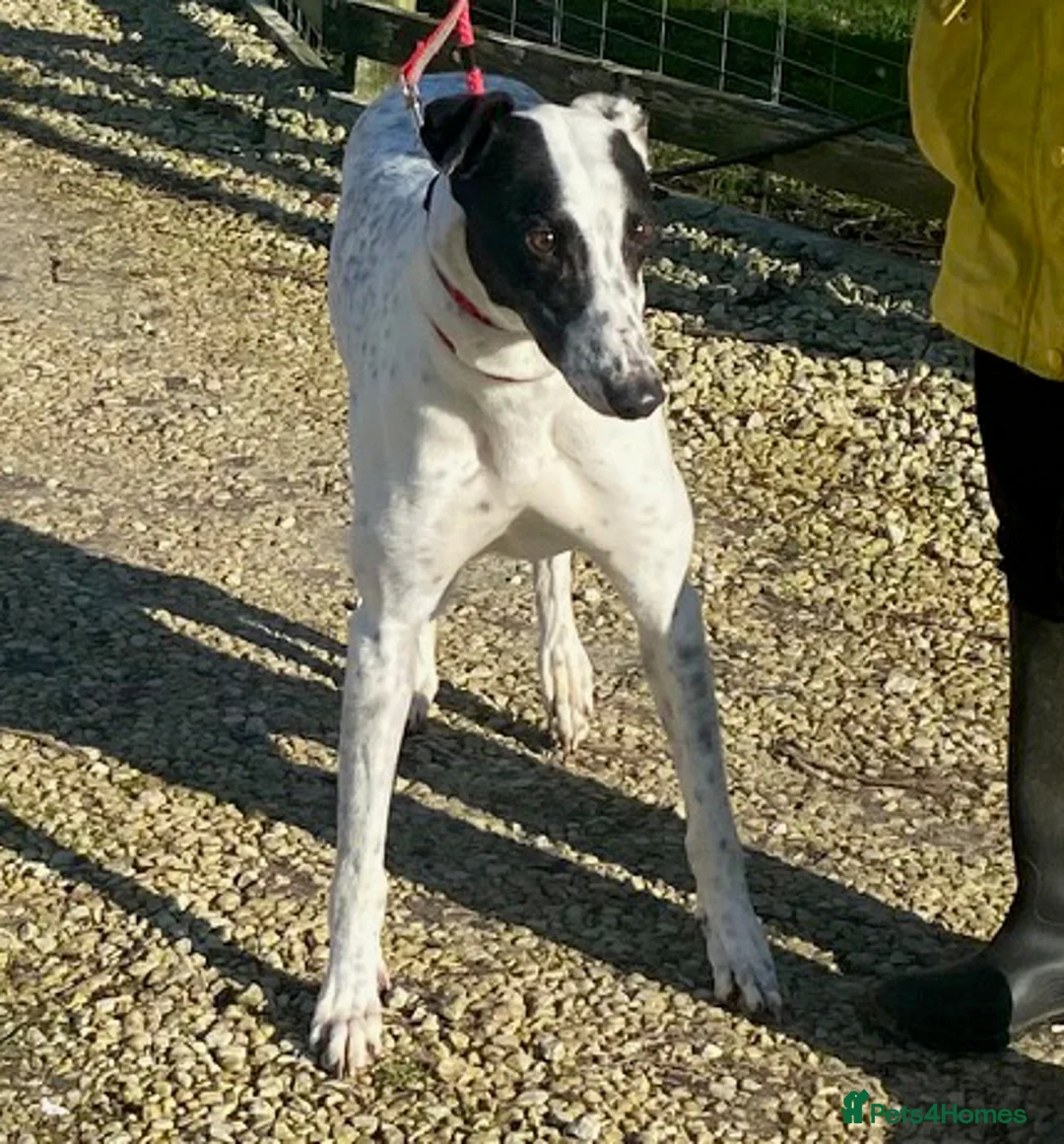 Greyhound dogs for adoption: Brilliant boy Bowie wants a loving forever home - Advert 2