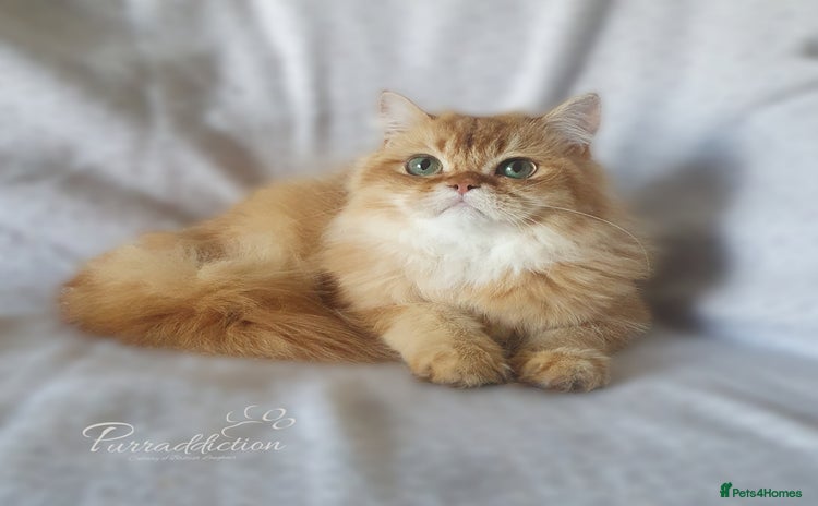 British Longhair cats - Advert 8