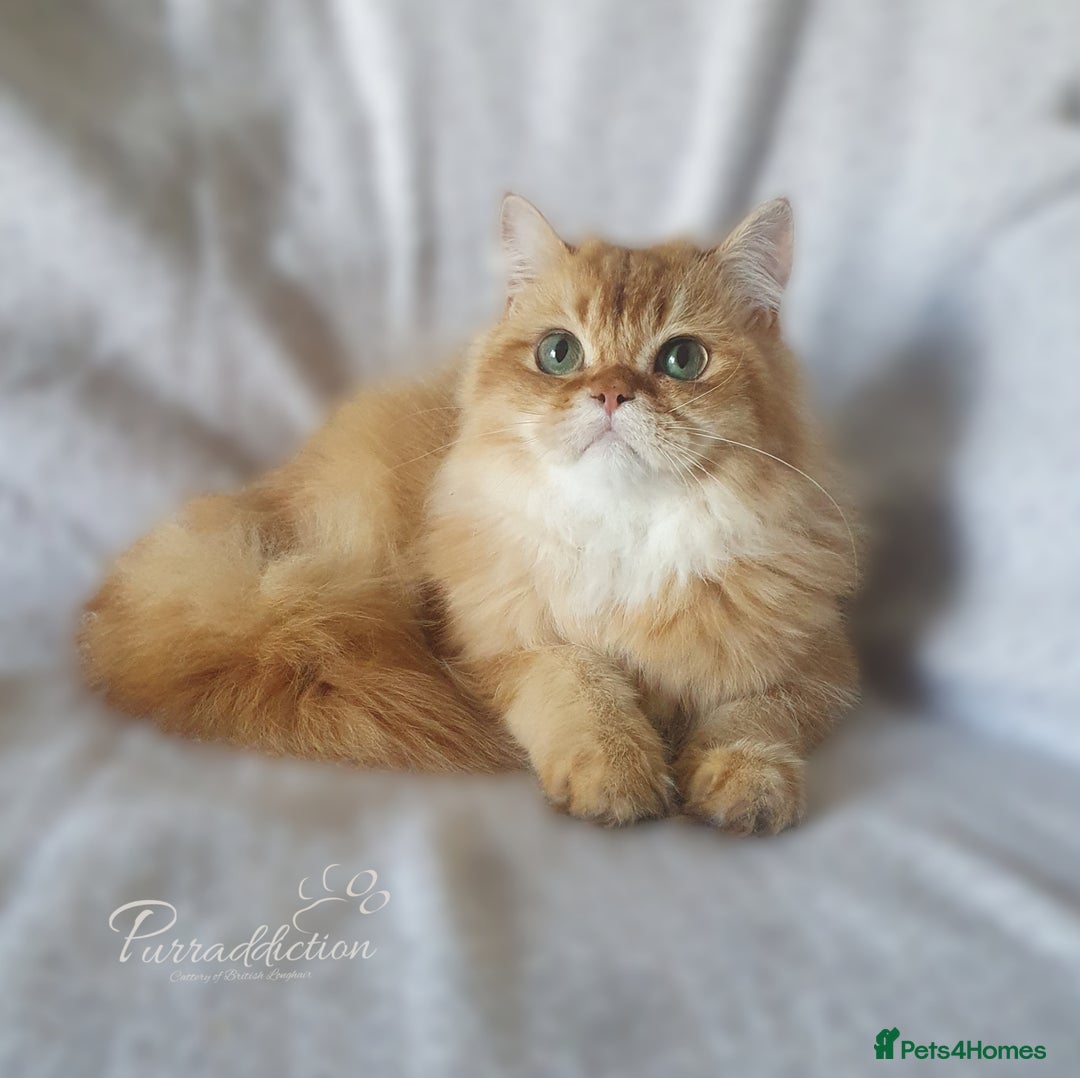 British Longhair cats for sale: British Longhair older kitten for sale  - Image 1