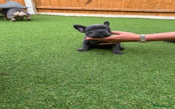 French Bulldog dogs for sale: Frenchies for sale <3 - Image 10