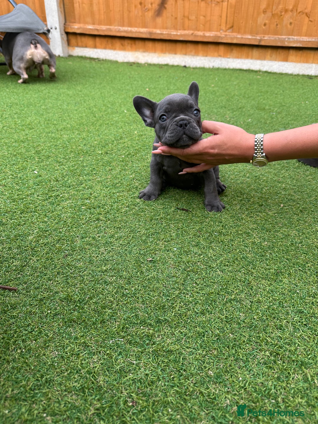 French Bulldog dogs for sale: Frenchies for sale <3 - Image 10