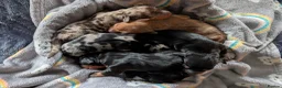 Dachshund dogs for sale: Standard Dachshund Puppies  - Advert 14
