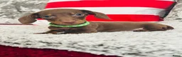 Miniature Dachshund dogs for sale: Beautiful miniature dachshund puppies - Advert 23