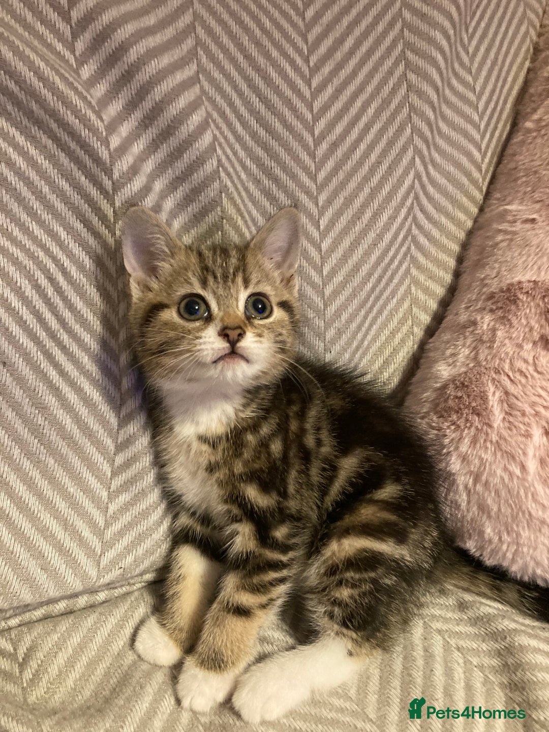 British Shorthair cats for sale: 2 beautiful fluffy kittens - Advert 14