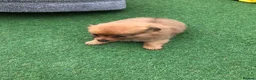 Pomchi dogs for sale: Pomchi puppies  - Advert 17