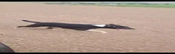 Border Collie dogs for sale: BORDER COLLIE - Advert 6