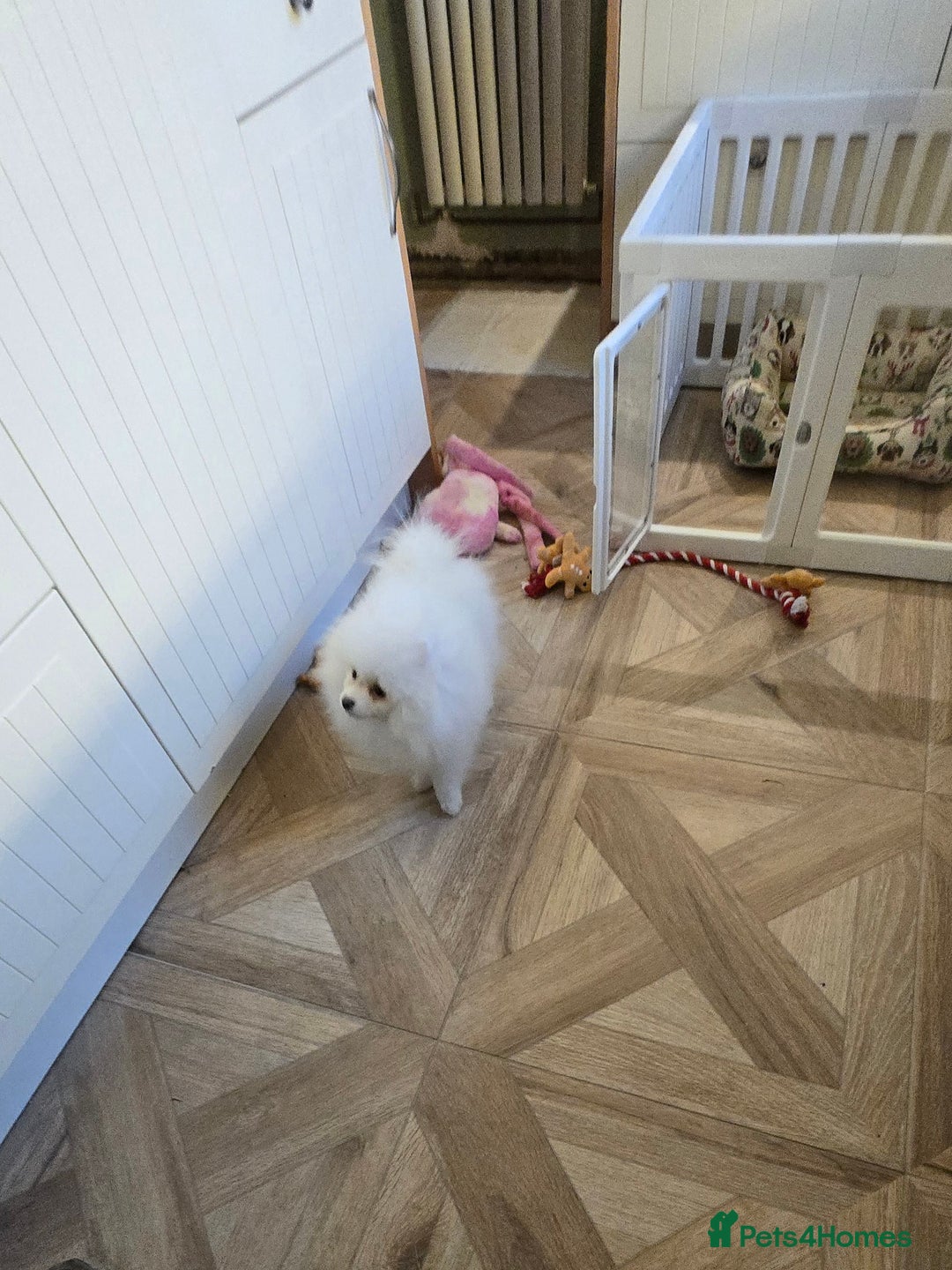 Pomeranian dogs for sale: Snow white Pomeranian boy - Advert 5