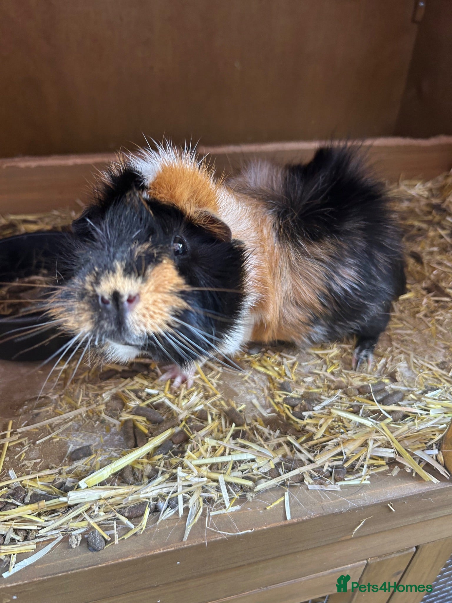 Guinea Pig rodents Tiggs the guinea pig - Advert 2