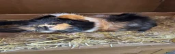 Guinea Pig rodents for sale: Tiggs the guinea pig - Advert 2
