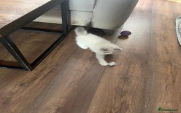 Ragdoll cats for sale: Stunning male Ragdoll kittens only 2 left - Image 33