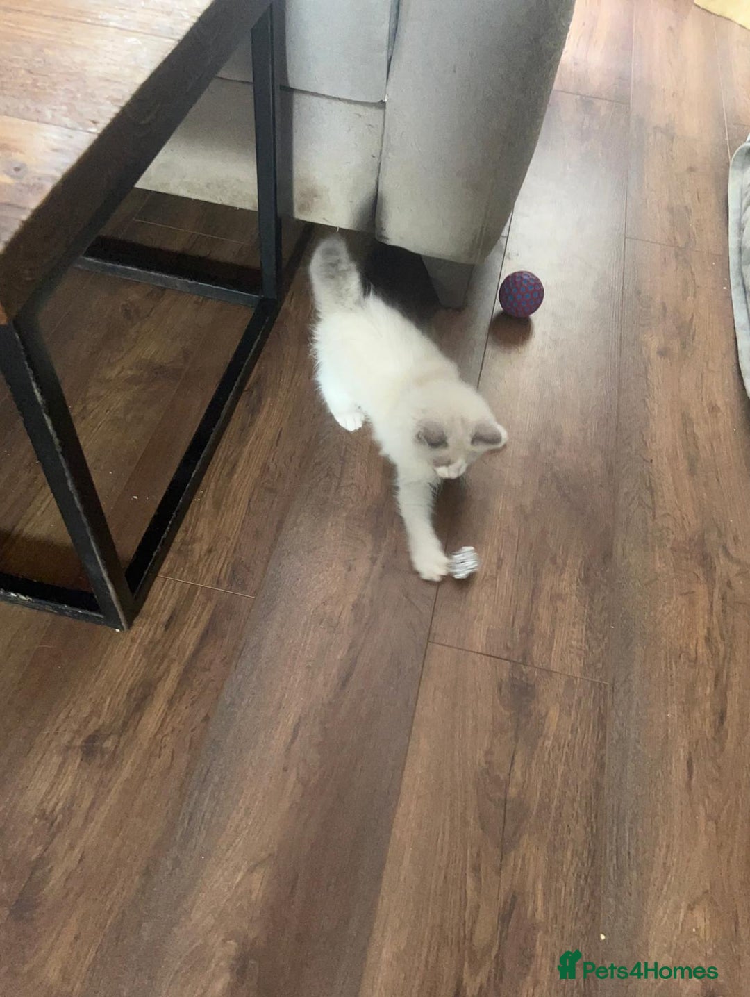 Ragdoll cats for sale: Stunning male Ragdoll kittens only 2 left - Image 33