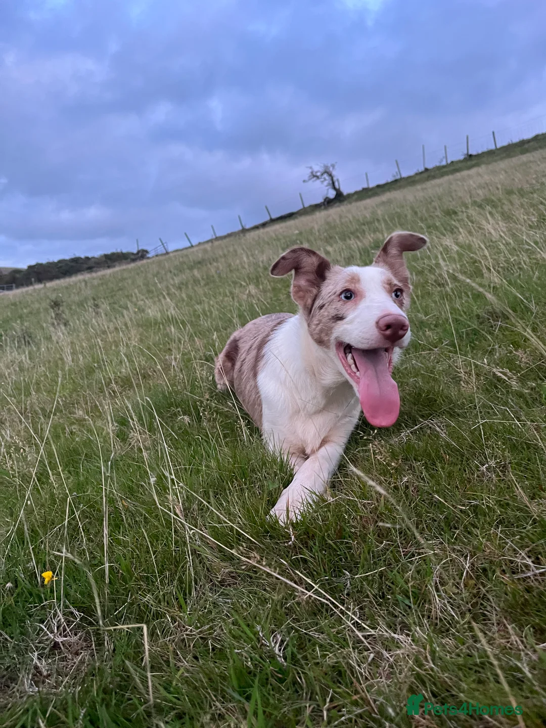 Border Collie dogs for sale: Red merle bitch - Advert 3