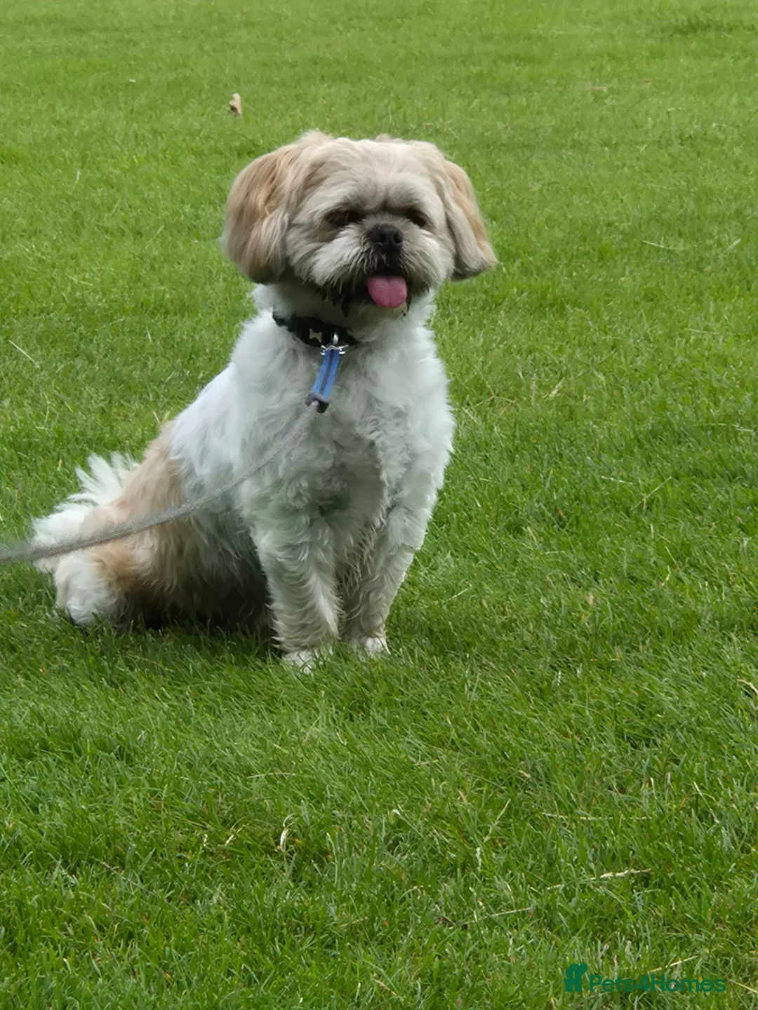 Shih Tzu dogs for sale: Dog for sale in Wisbech - Advert 2
